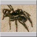 Salticus scenicus - Springspinne 07.jpg